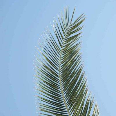 江南APP手机app下载